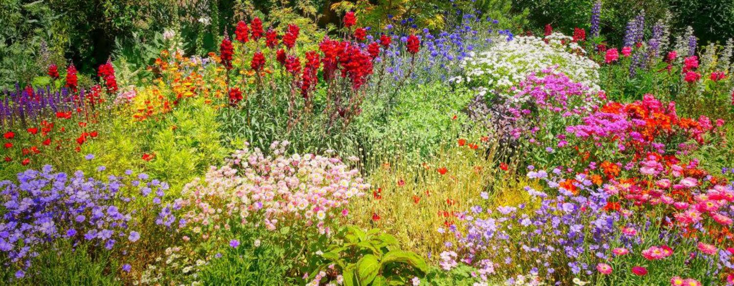 Featured image for Pollinator Gardens Around Town